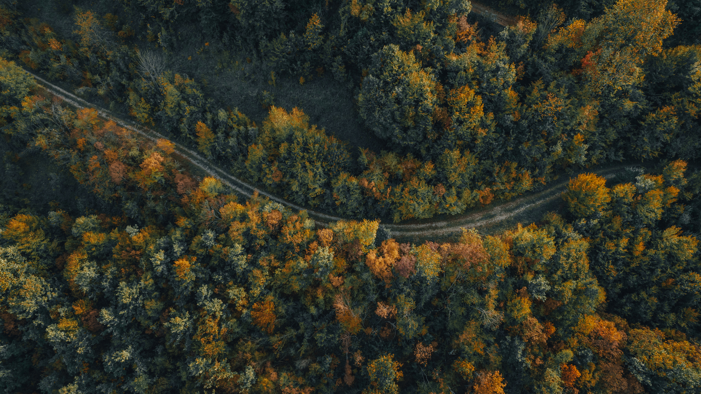 Photo of road winding through a forest. 